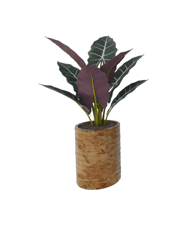 Syngonium pink spot