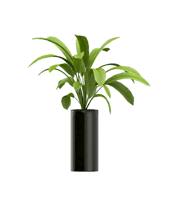 Plant seeds